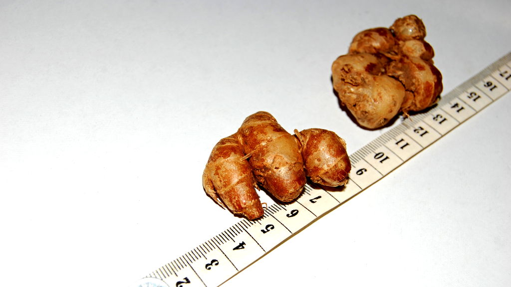 Ginger from Southeast Asia can fight cancer, study finds