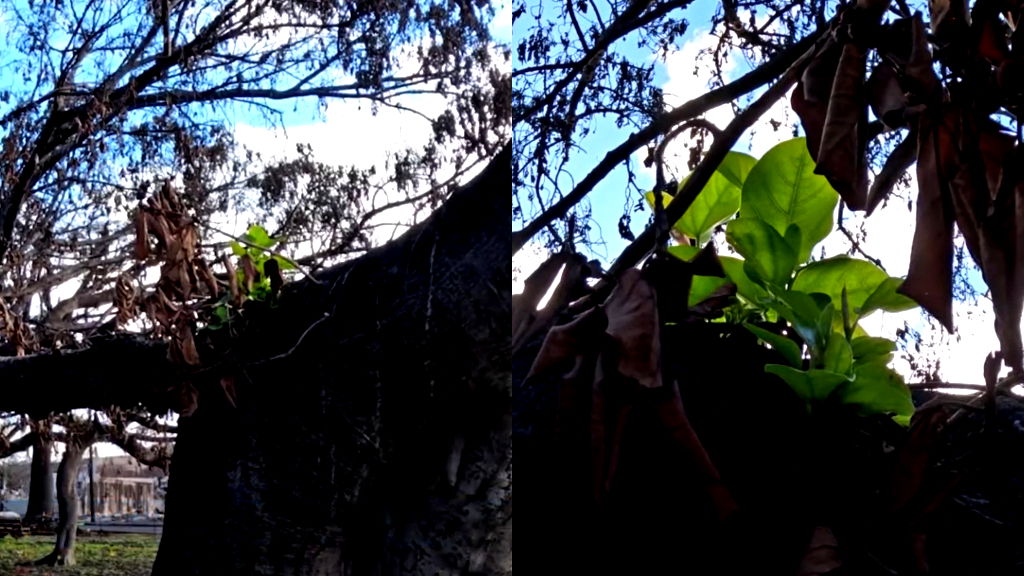 Historic banyan tree sparks hope as new leaves sprout after Maui fires