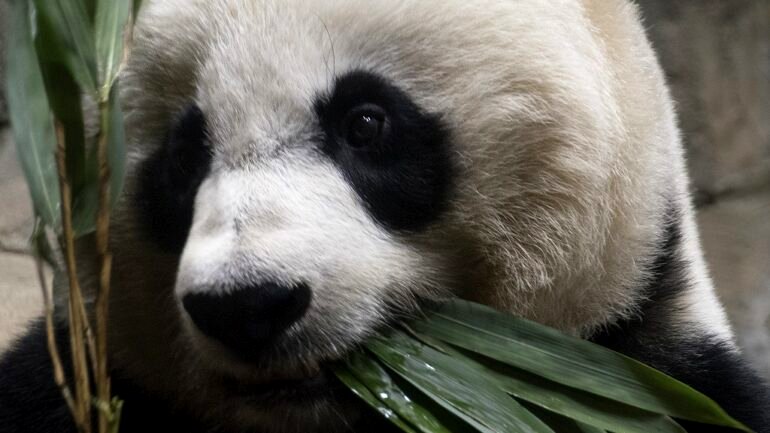Zoo Atlanta will soon be the only place in the US to see pandas