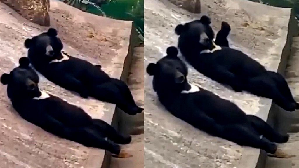Video of relaxing bears ignite online debate on whether they are humans in costumes