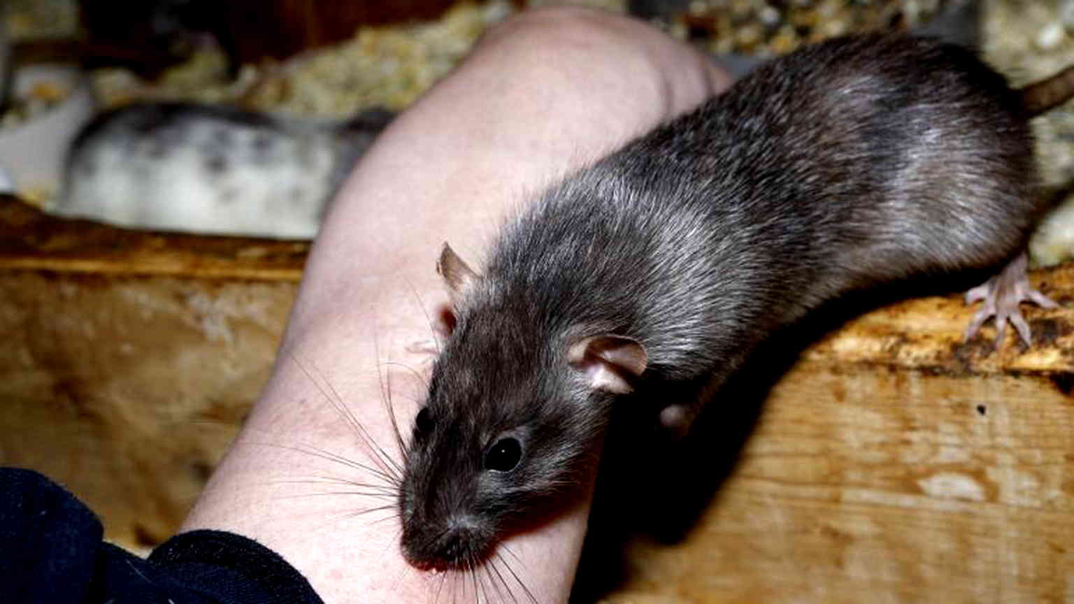 Why Filipinos call rats ‘mabait’ or ‘good ones’