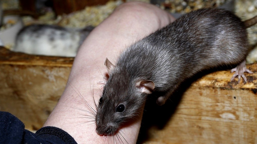 Why Filipinos call rats ‘mabait’ or ‘good ones’
