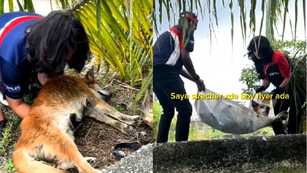 Video: Gas station workers in Malaysia rescue dog trapped in drain for a week