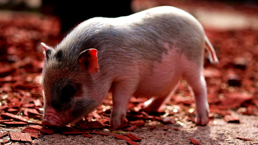 Chinese scientists become first ever to successfully grow part-human kidneys in pigs