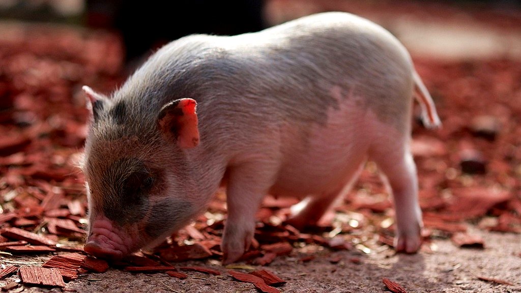 Chinese scientists become first ever to successfully grow part-human kidneys in pigs