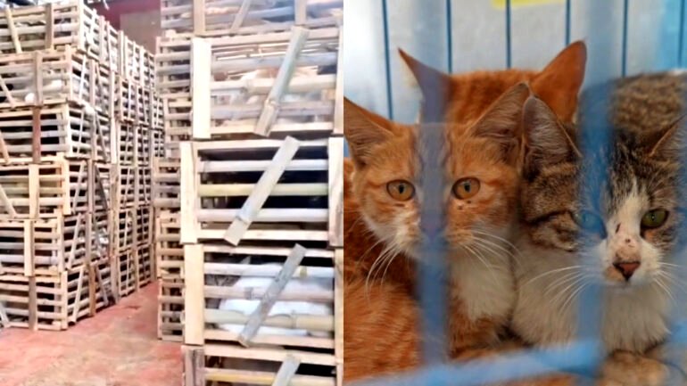 Chinese police rescue 1000 cats headed for slaughter, sale as ‘pork’