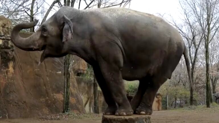 Asian elephant dies in Missouri zoo after loose dog scares her to death