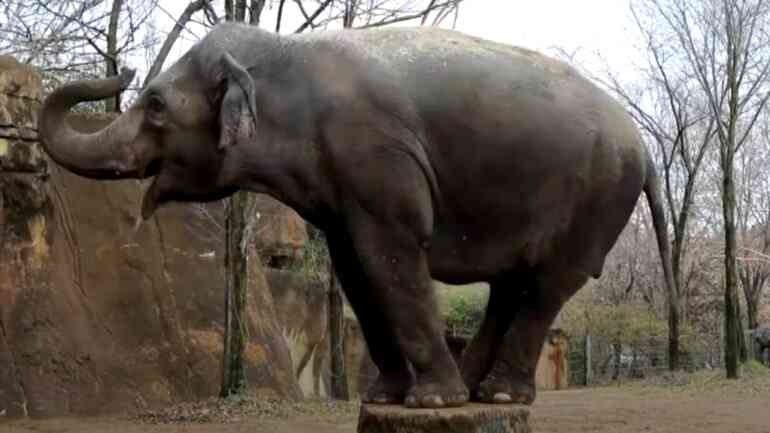 Asian elephant dies in Missouri zoo after loose dog scares her to death