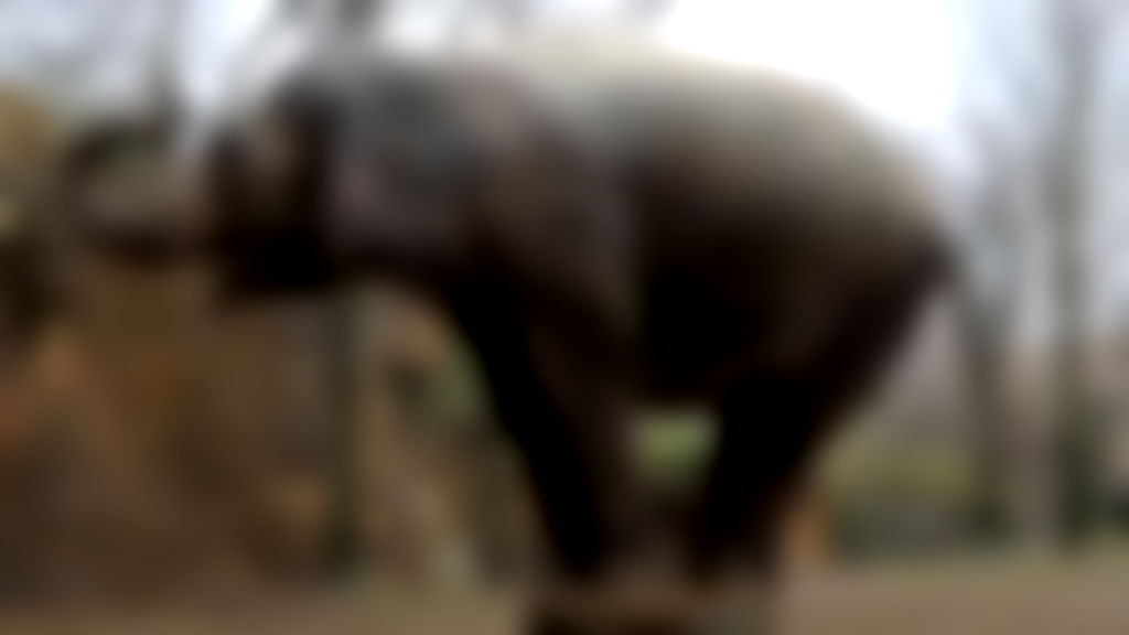 Asian elephant dies in Missouri zoo after loose dog scares her to death
