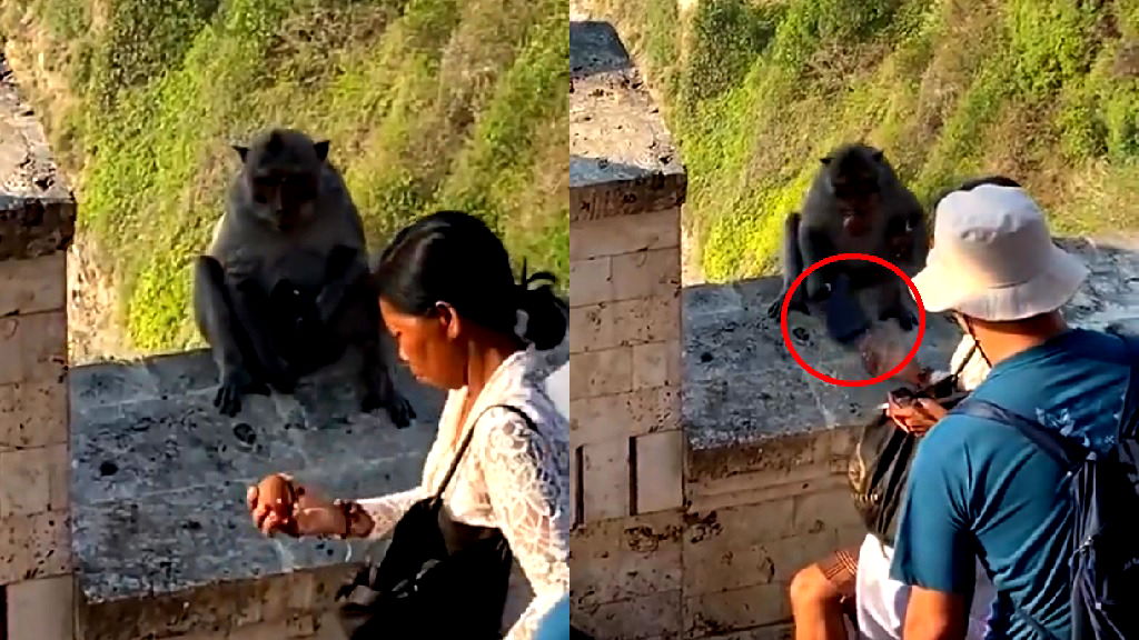 Watch: Bali monkey negotiates for food in exchange for woman’s stolen iPhone