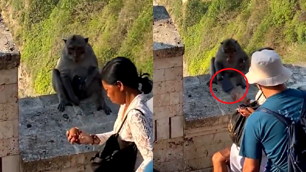 Watch: Bali monkey negotiates for food in exchange for woman’s stolen iPhone