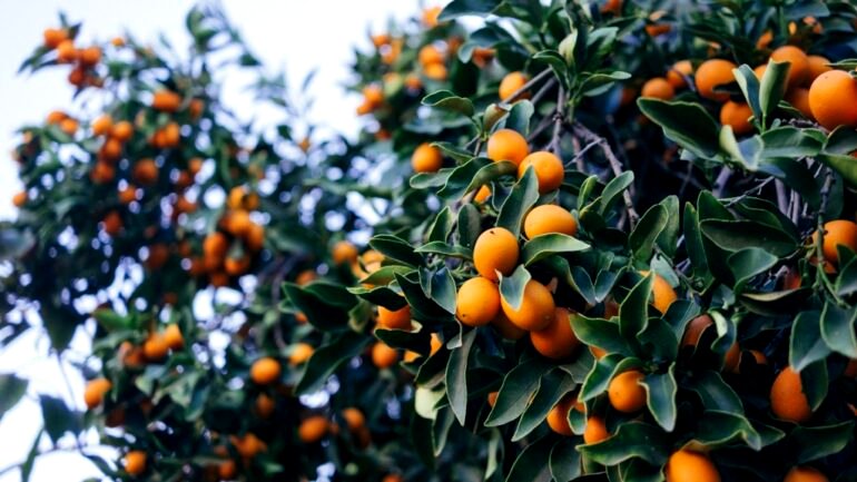 Citrus fruits originated in China, new study suggests