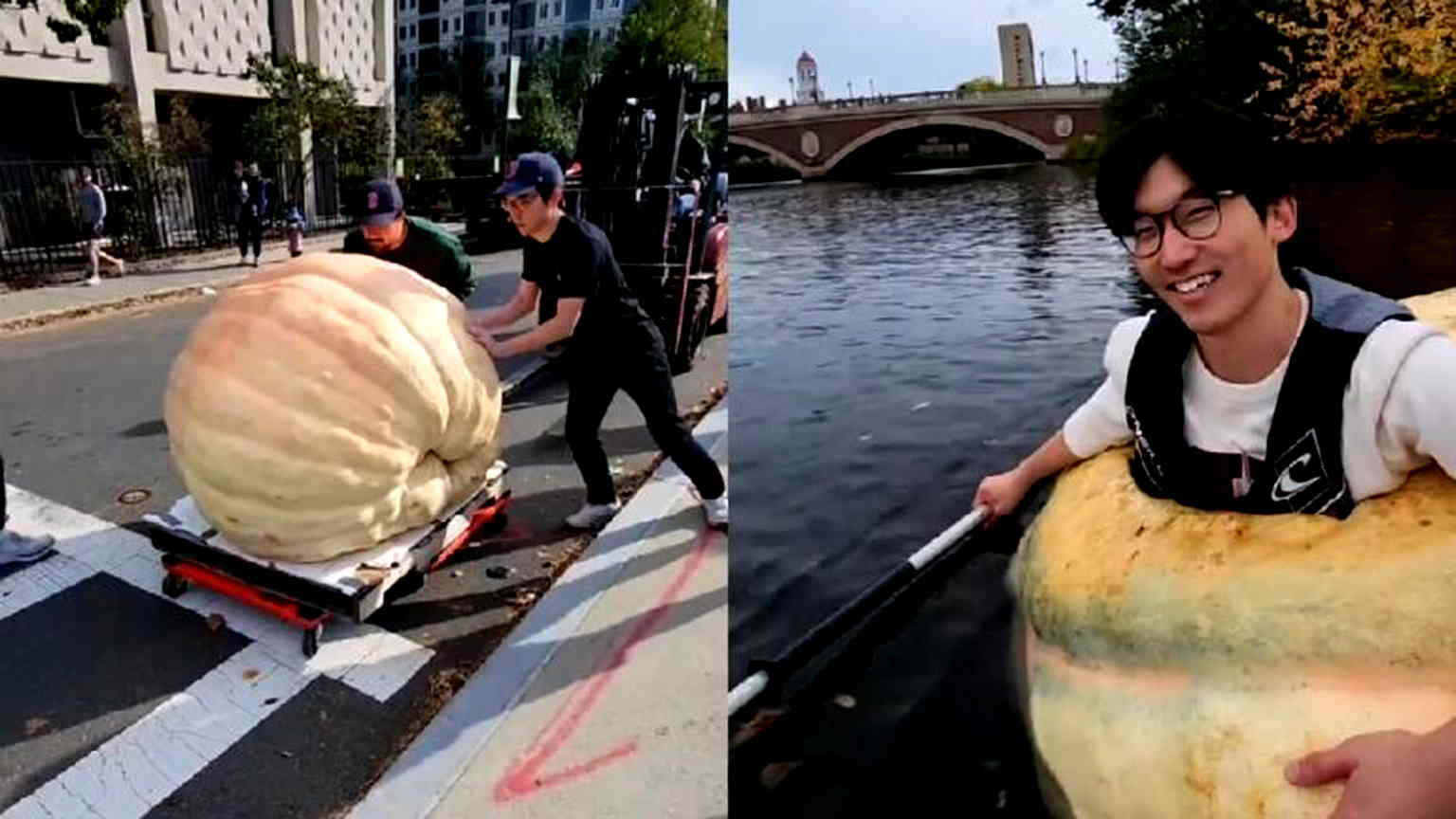 Watch: Harvard student crosses river in 1500-pound pumpkin to raise money for student lab