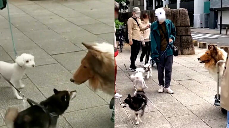 Japanese man who spent $16K to become a ‘dog’ struggles to make friends with real canines