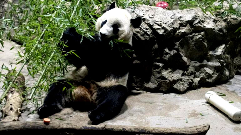 3 of the 7 last remaining pandas in US will be returned to China sooner than expected