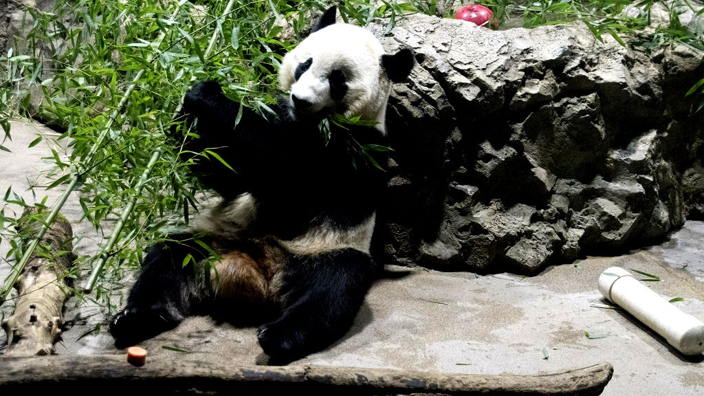3 of the 7 last remaining pandas in US will be returned to China sooner than expected