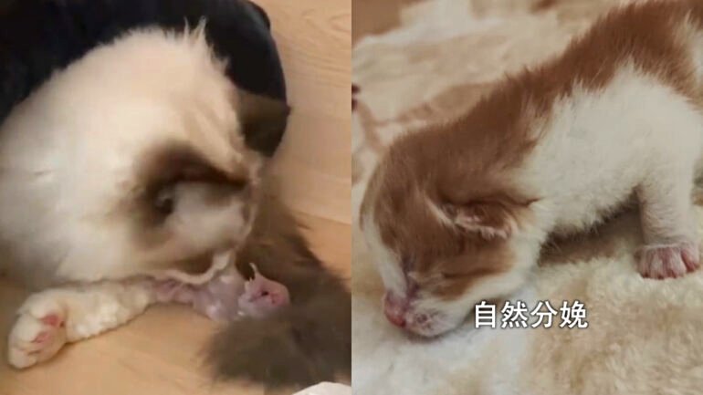 China creates its first ‘fully Chinese’ cloned kitten