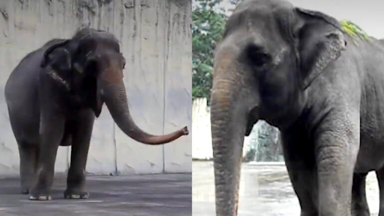 ‘World’s saddest elephant’ dies in Manila Zoo after over 40 years in solitary confinement
