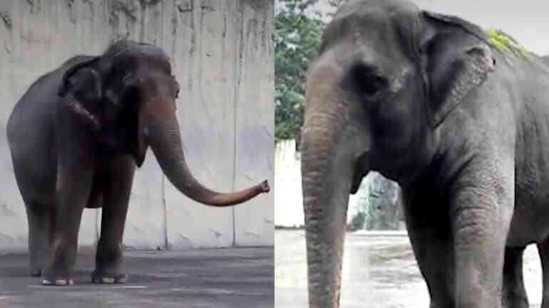 ‘World’s saddest elephant’ dies in Manila Zoo after over 40 years in solitary confinement
