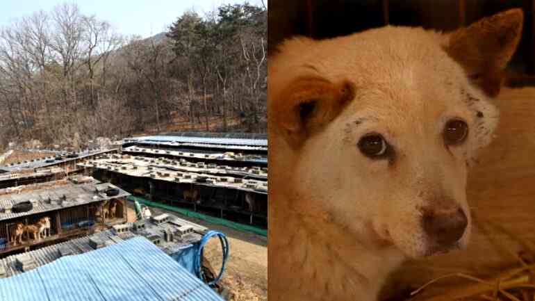 South Korea moves toward dog meat ban