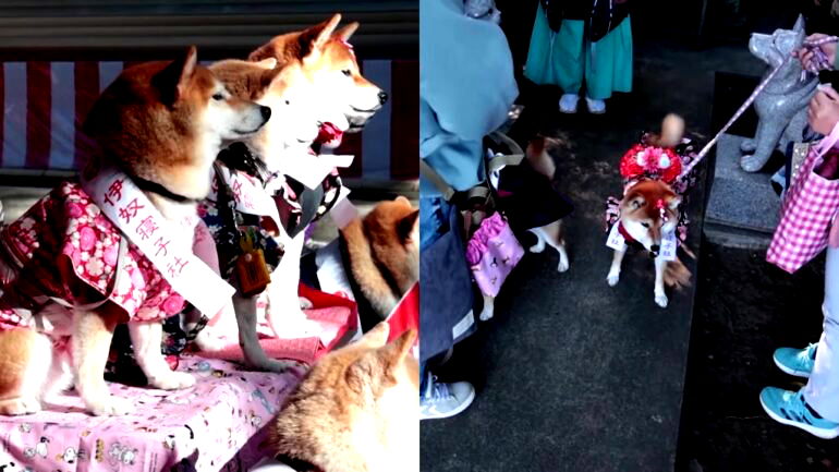 Cats, dogs receive blessings in Japan as part of unique coming-of-age tradition