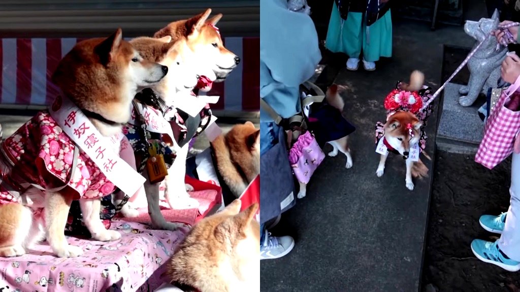 Cats, dogs receive blessings in Japan as part of unique coming-of-age tradition