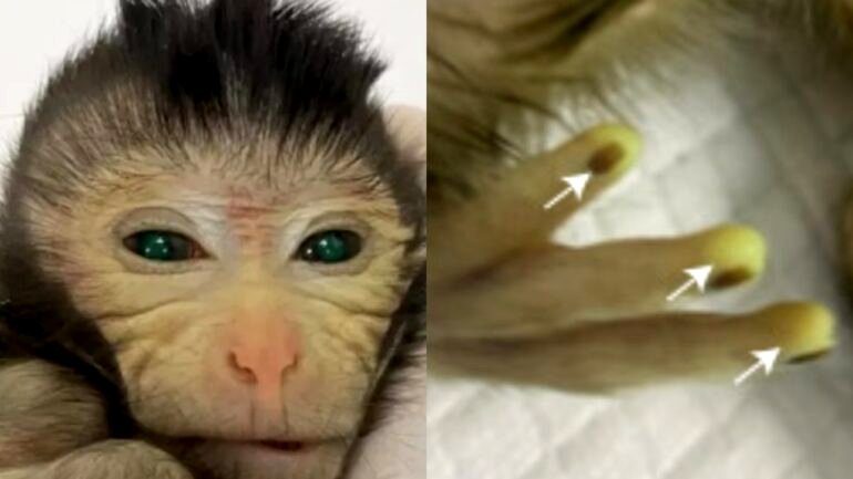 China creates world’s first chimeric monkey with fluorescent eyes, fingertips