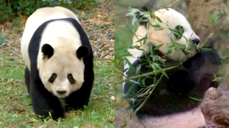 Berlin Zoo sends the first giant pandas born in Germany to China