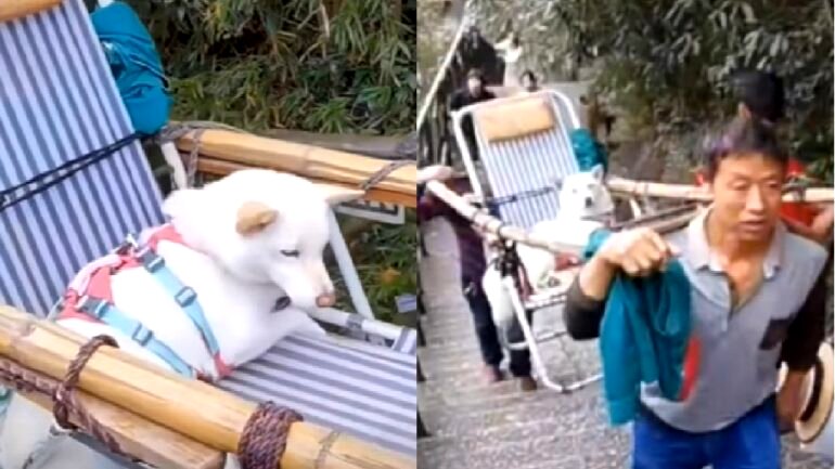 Chinese woman pays $134 to have pet dog carried up mountain in sedan chair