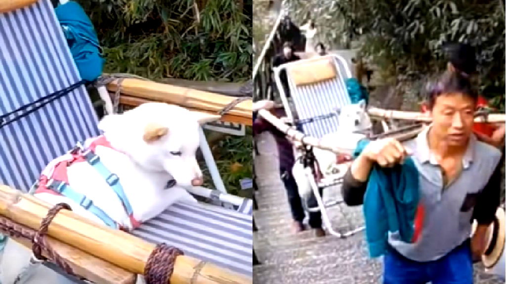 Chinese woman pays $134 to have pet dog carried up mountain in sedan chair