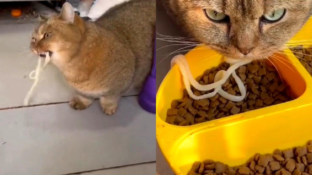 Watch: Cat in China crosses street every day to get noodles to eat with his kibble