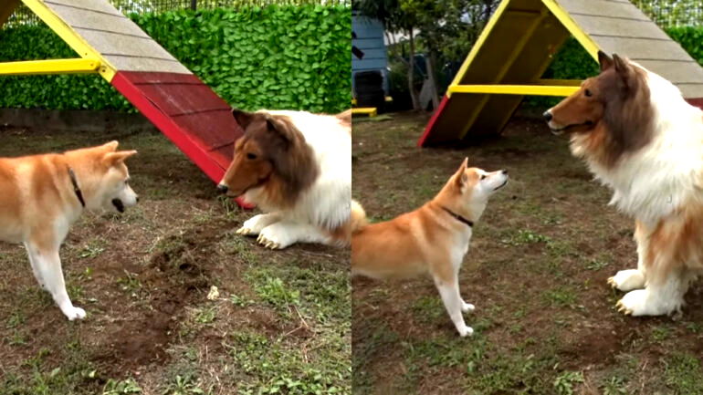 Watch: Japanese man who spent $16K to become a ‘dog’ meets real dog