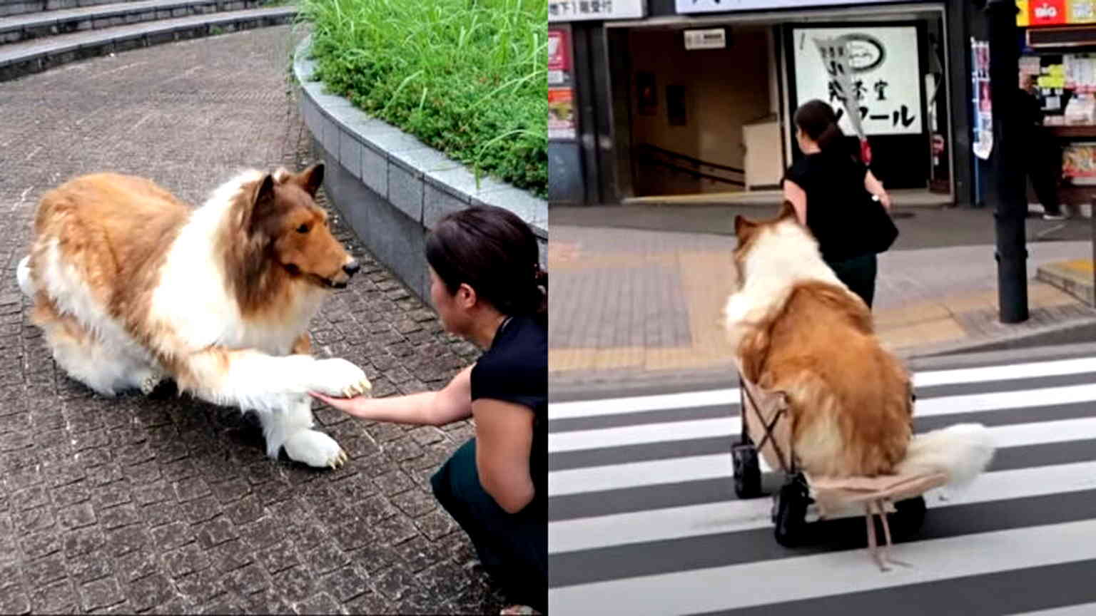 Japanese man who spent $16,000 to become a dog ‘fails’ agility test