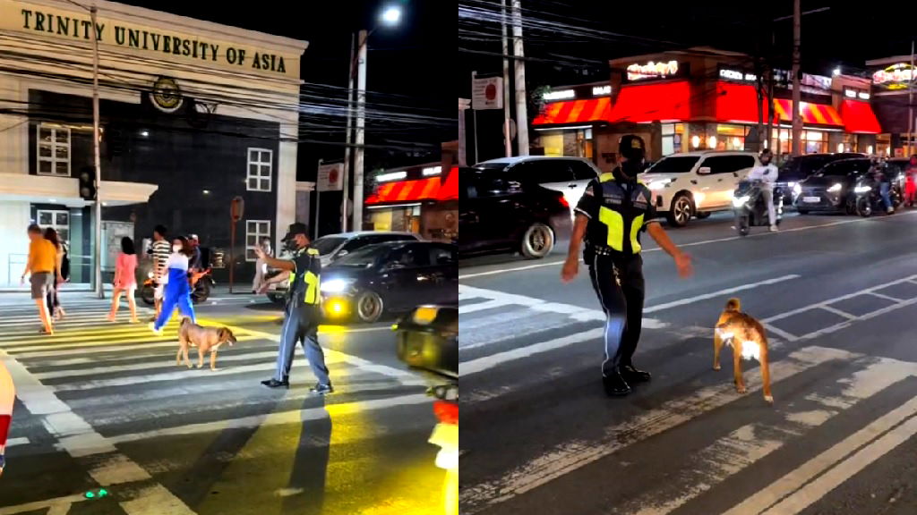 Filipino traffic enforcer stops cars to help stray dog cross busy street