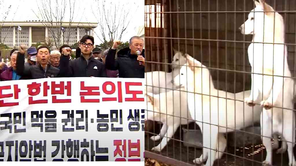 South Korean dog meat farmers protest proposed ban