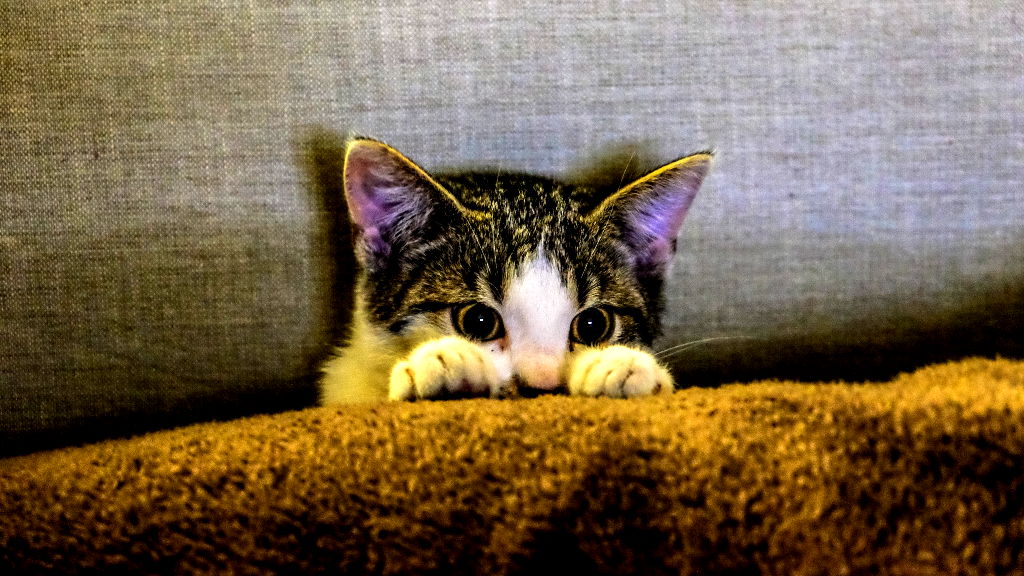 Singapore may finally allow cats in public housing