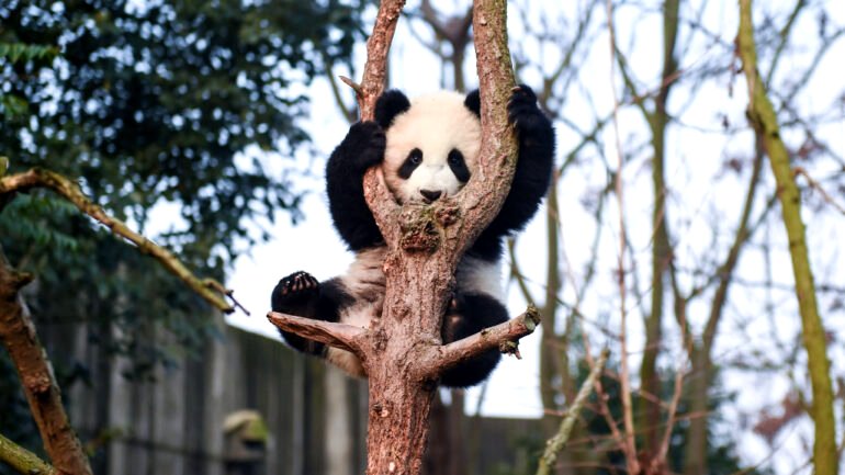 Pandas use scent trees to network ‘like Facebook,’ study reveals