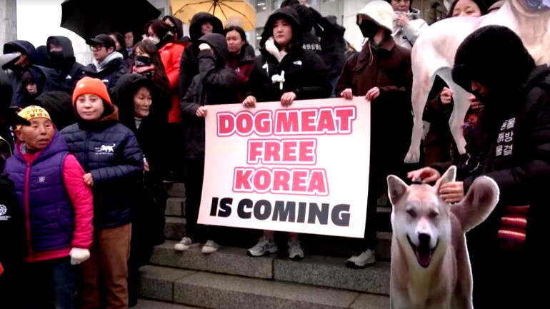 South Korea passes bill to ban dog meat trade