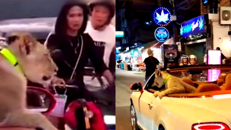 Thai woman faces jail after taking pet lion out for a ride in a Bentley