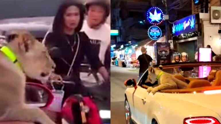 Thai woman faces jail after taking pet lion out for a ride in a Bentley