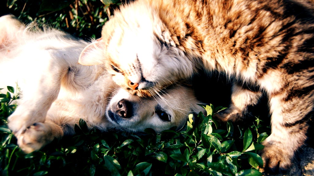 Chinese woman to leave $2.8 million fortune to her pets, nothing for her children