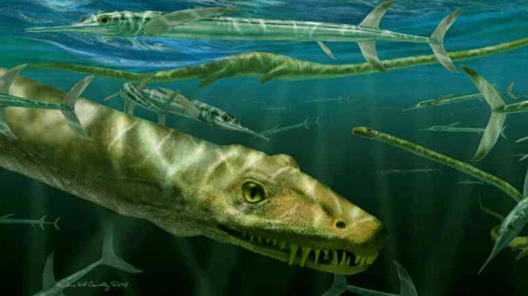 240-million-year-old ‘Chinese dragon’ fossil discovered in southern China