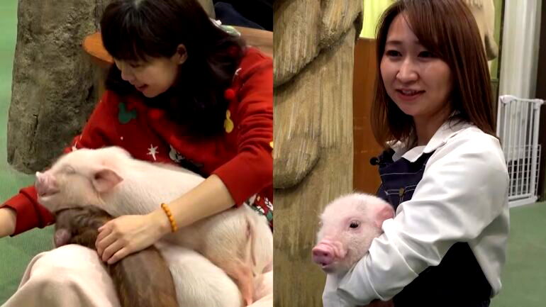 This Japanese cafe lets customers mingle with mini pigs