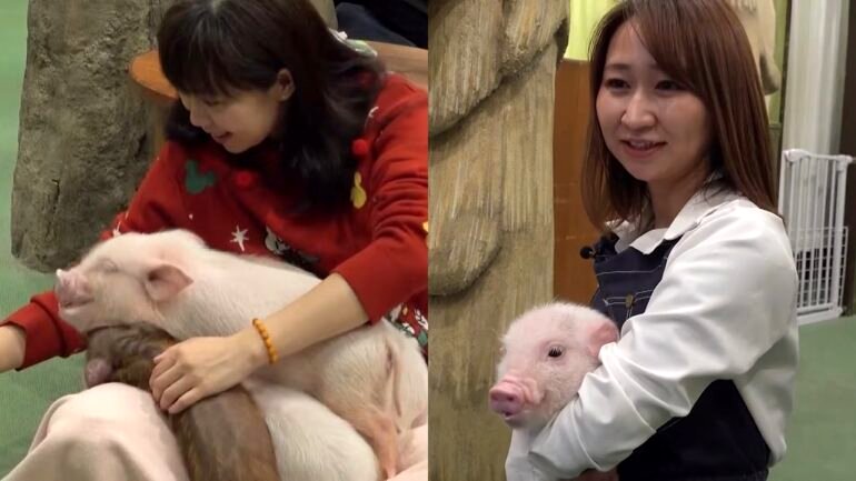 This Japanese cafe lets customers mingle with mini pigs