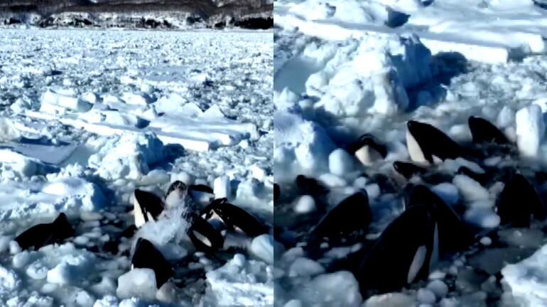 Watch: Pod of killer whales trapped in drift ice off Japan coast