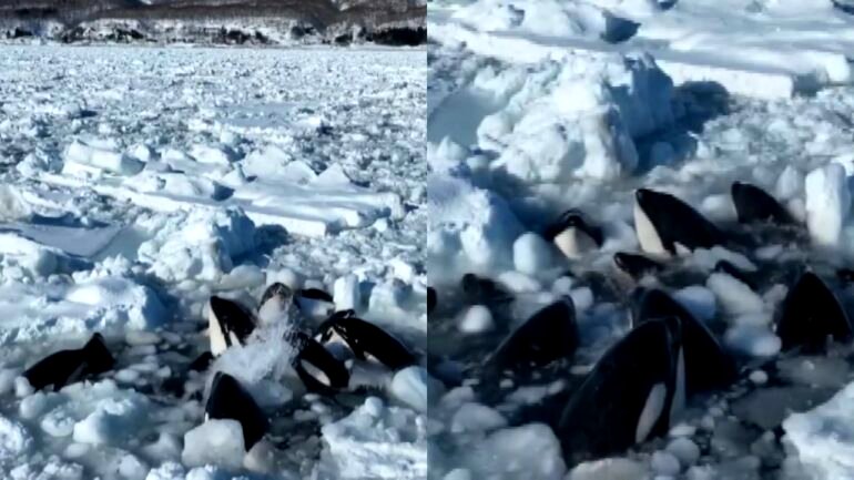 Watch: Pod of killer whales trapped in drift ice off Japan coast