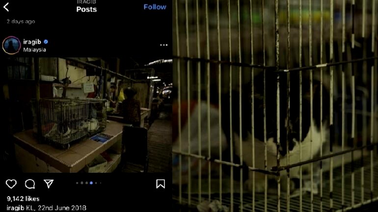 Malaysians question foreigner’s claims he witnessed cat meat trade in hidden KL market