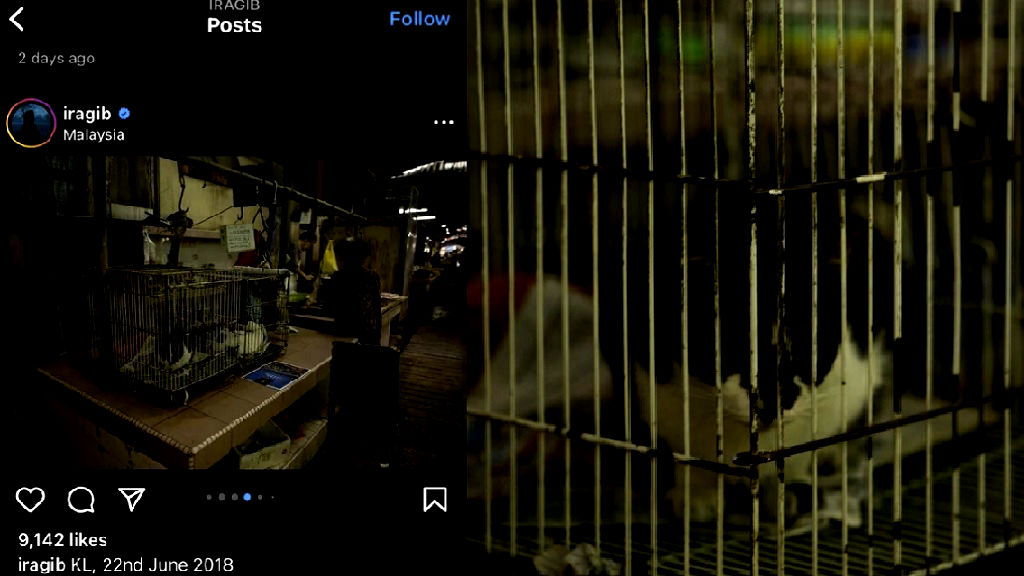 Malaysians question foreigner’s claims he witnessed cat meat trade in hidden KL market