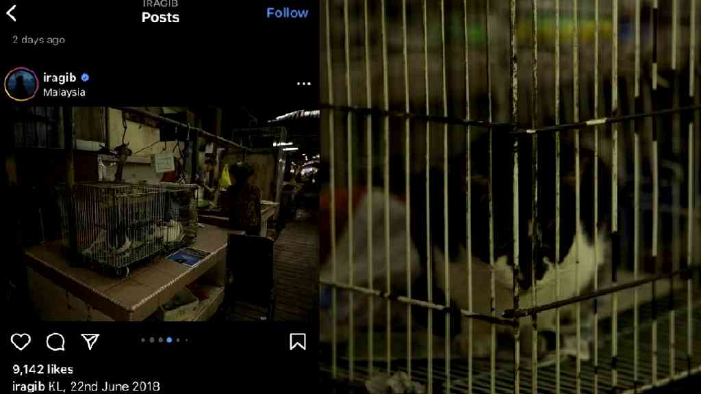 Malaysians question foreigner’s claims he witnessed cat meat trade in hidden KL market
