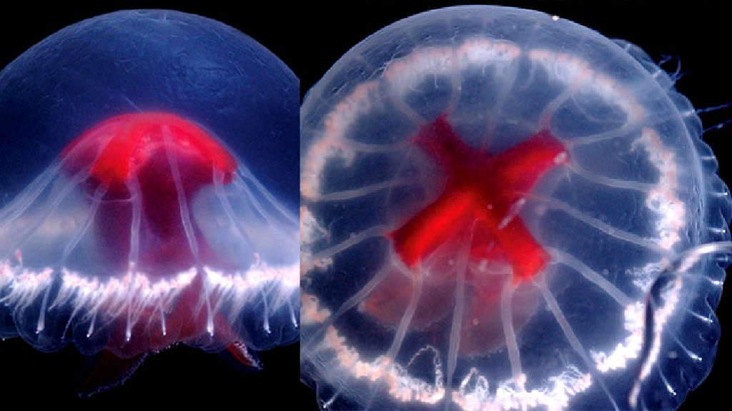 Scientists describe new jellyfish species with red ‘cross’, 240 tentacles